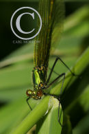 Female Banded Demoiselle